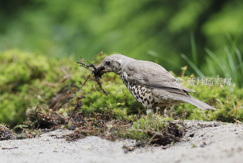 画眉鸟(Turdus viscivorus)正在收集巢料